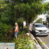 Kolonel Isdiman (rumput)