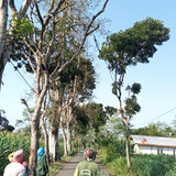 Banjarsari Buara (pohon mati)