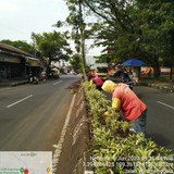 Wiramenggala (rumput)