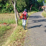Pepedan Kaliputih (rumput)