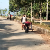 Tidu Bandara (rumput)