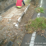 Serma Jumiran (rumput)