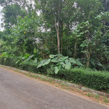 515, 3000m, 1juta permeter