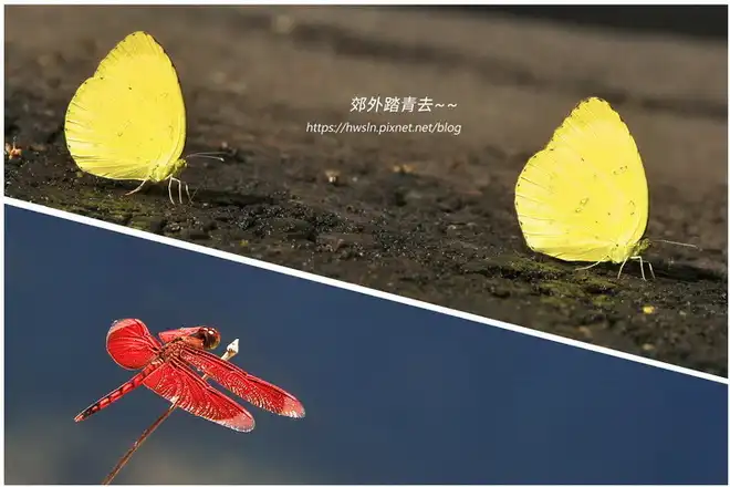 台灣黃蝶(亮色黃蝶) VS 善變蜻蜓