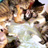 koti3.gif