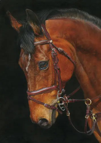 Equine Portrait.webp