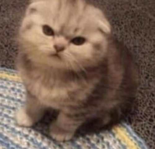 image.jpg