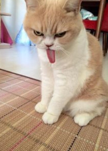 image.jpg