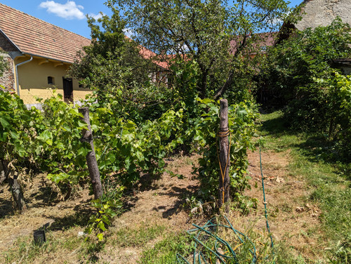 PXL 20230708 105554176.jpg