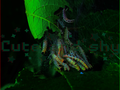 IMG 5976.png