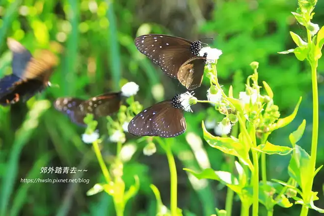 端紫斑蝶(異紋紫斑蝶)，攝影於內湖五分埤