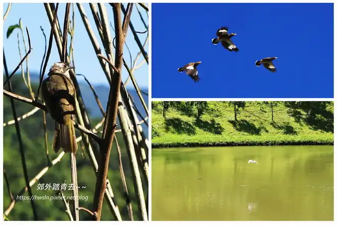 鷺鷥、八哥、白頭翁，攝影於內湖五分埤