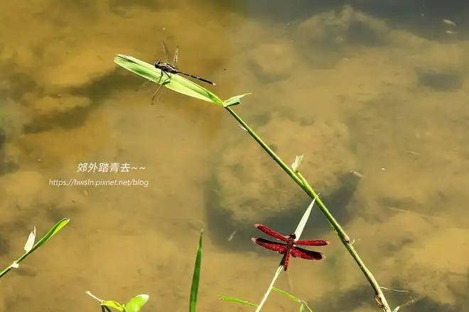 杜松蜻蜓、善變蜻蜓，攝影於內湖五分埤