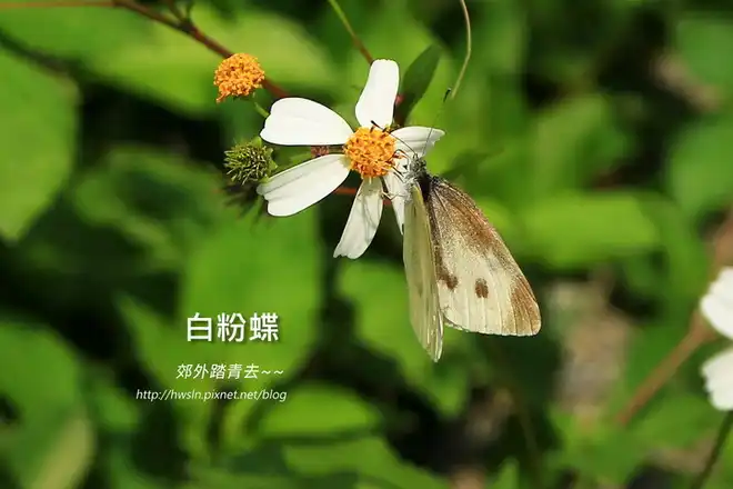 白粉蝶(紋白蝶)，攝影於瑪鋉溪親水步道