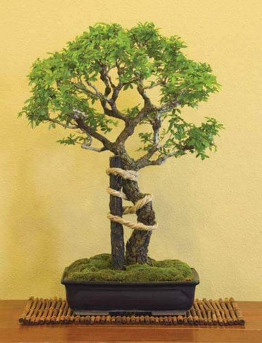 IMG 20230709 WA0000.jpg