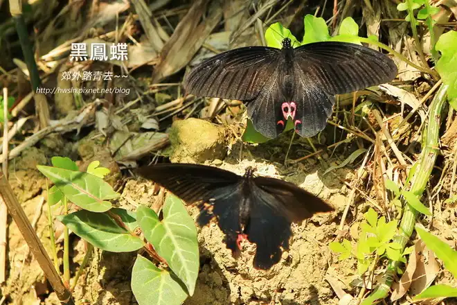 大鳳蝶，攝影於基隆容軒步道