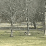 GIF 230711 121015.gif