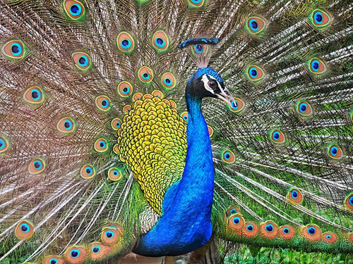 peacock wiki