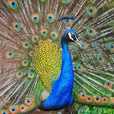 peacock wiki