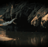 277.gif