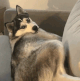 dog eye roll.gif