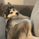 dog eye roll.gif