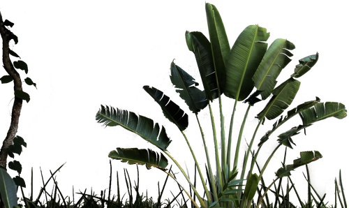 plants fore.png