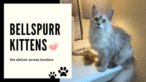 Bellspurr Kittens - Maine Coons, Exotic Shorthair, Persian, Himalayan.png