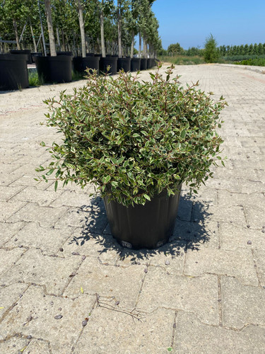 ABELİA GRANDİFLORA C. CLT 15.jpg