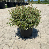 ABELİA GRANDİFLORA C. CLT 15