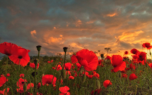 thumb 1920 861458.jpg