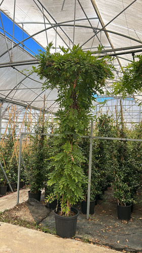 WİSTERİA SİNENSİS UMBRELLA CLT 55.jpg