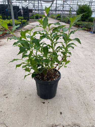 WEİGELİA FLORİDA RED PRİNCE CLT 3.jpg