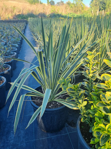 YUCCA FİLAMENTOSA BRİGHT EDGE CLT 14.jpg