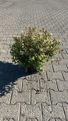 ABELİA GRANDİFLORA K. CLT 12,5.jpg