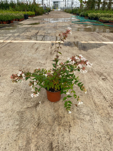 ABELİA GRANDİFLORA PROSTRATA CLT 1,5.jpg