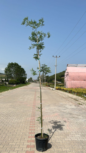 ACACİA DEALBATA CLT 25.jpg