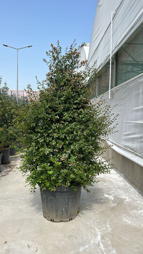 ABELİA GRANDİFLORA PYRAMİDALİS CLT 90.jpg