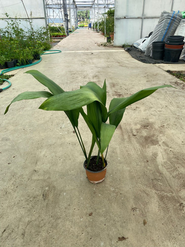 ASPİDİSTRA ELATİOR CLT 1,5.jpg