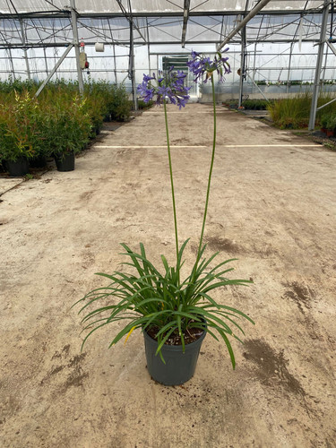 AGAPANTHUS UMBELLATUS OVATUS CLT 5.jpg