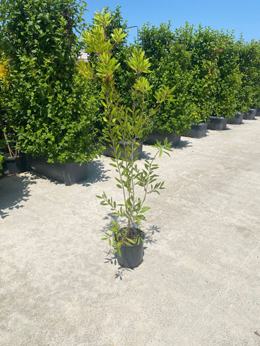 CALLİSTEMON LEAVİS CLT 5.jpg