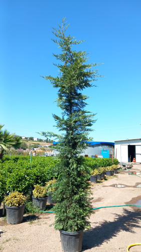 CUPRESSOCYPARİS LEYLANDİİ 350 400 CM.jpg