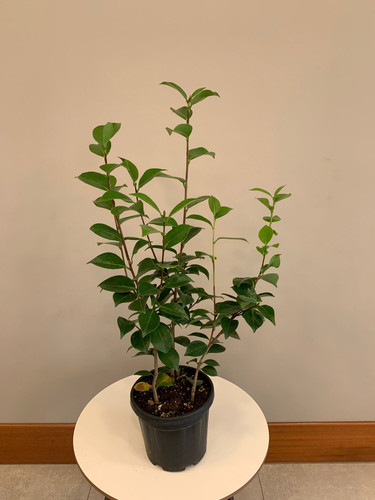 CAMELLİA JAPONİCA CLT 3.jpg