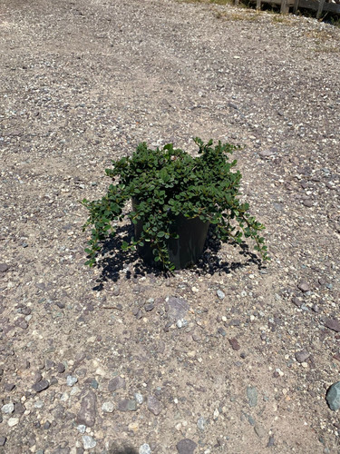 COTONEASTER DAMMERİ CLT 3.jpg