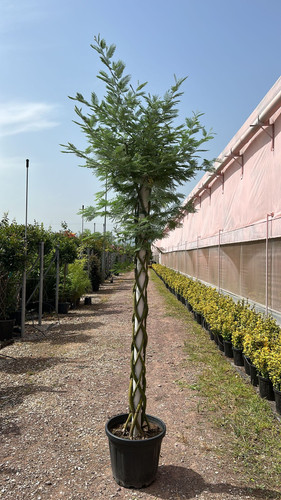 ACACİA DEALBATA TWİSTED CLT 55.jpg