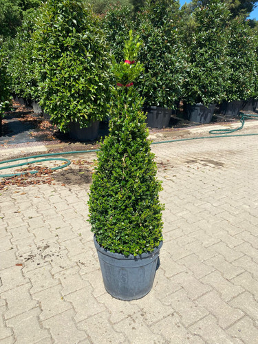 BUXUS MİCROPHYLLA FAULKNER PYRAMİDALİS CLT 25.jpg
