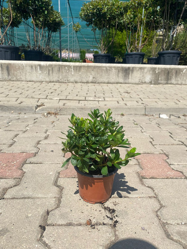 AZALEA JAPONİCA CLT 1,4.jpg