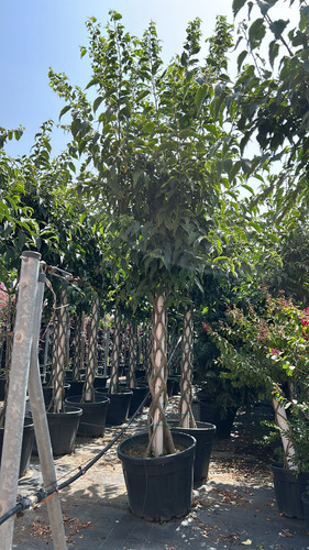 CELTİS AUSTRALİS TWİSTED CLT 90.jpg