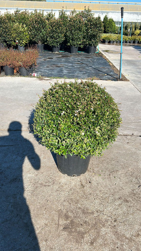 ABELİA GRANDİFLORA PROSTRATA CLT 35.jpg