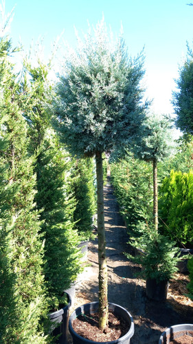 CUPRESSUS ARİZONİCA TİGE CLT 45.jpg